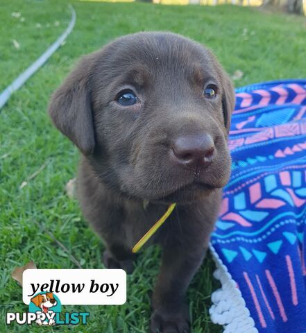 Purbred Labrador puppies