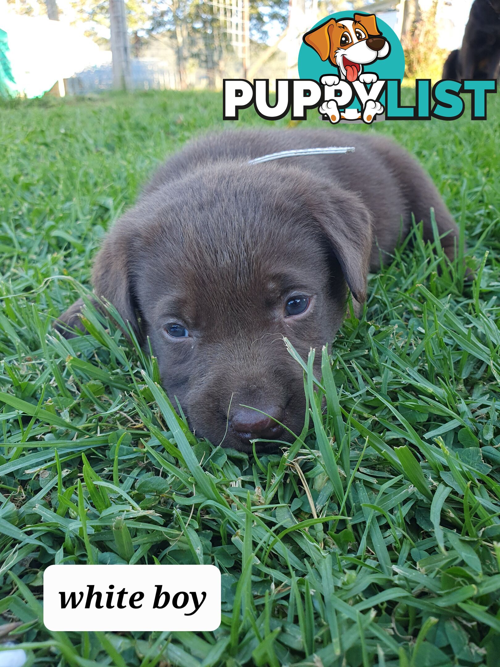 Purbred Labrador puppies