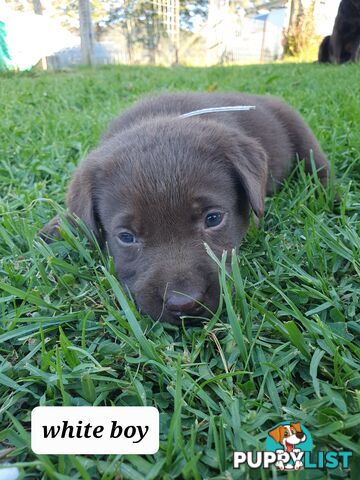 Purbred Labrador puppies