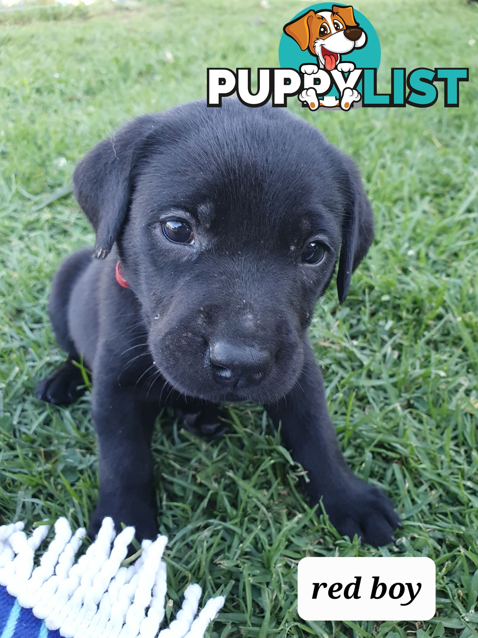 Purbred Labrador puppies