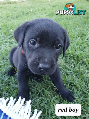 Purbred Labrador puppies