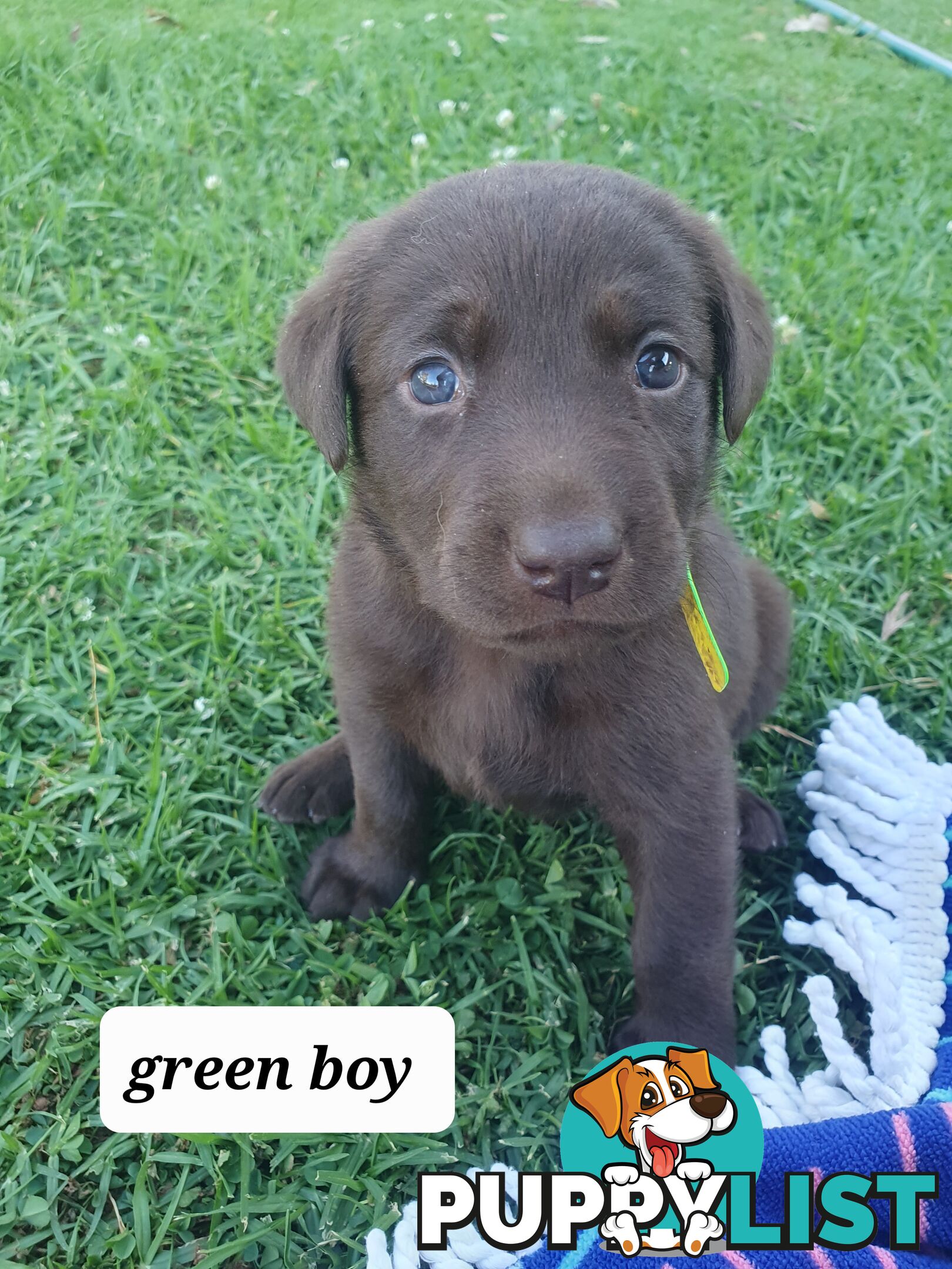 Purbred Labrador puppies