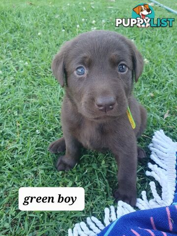 Purbred Labrador puppies