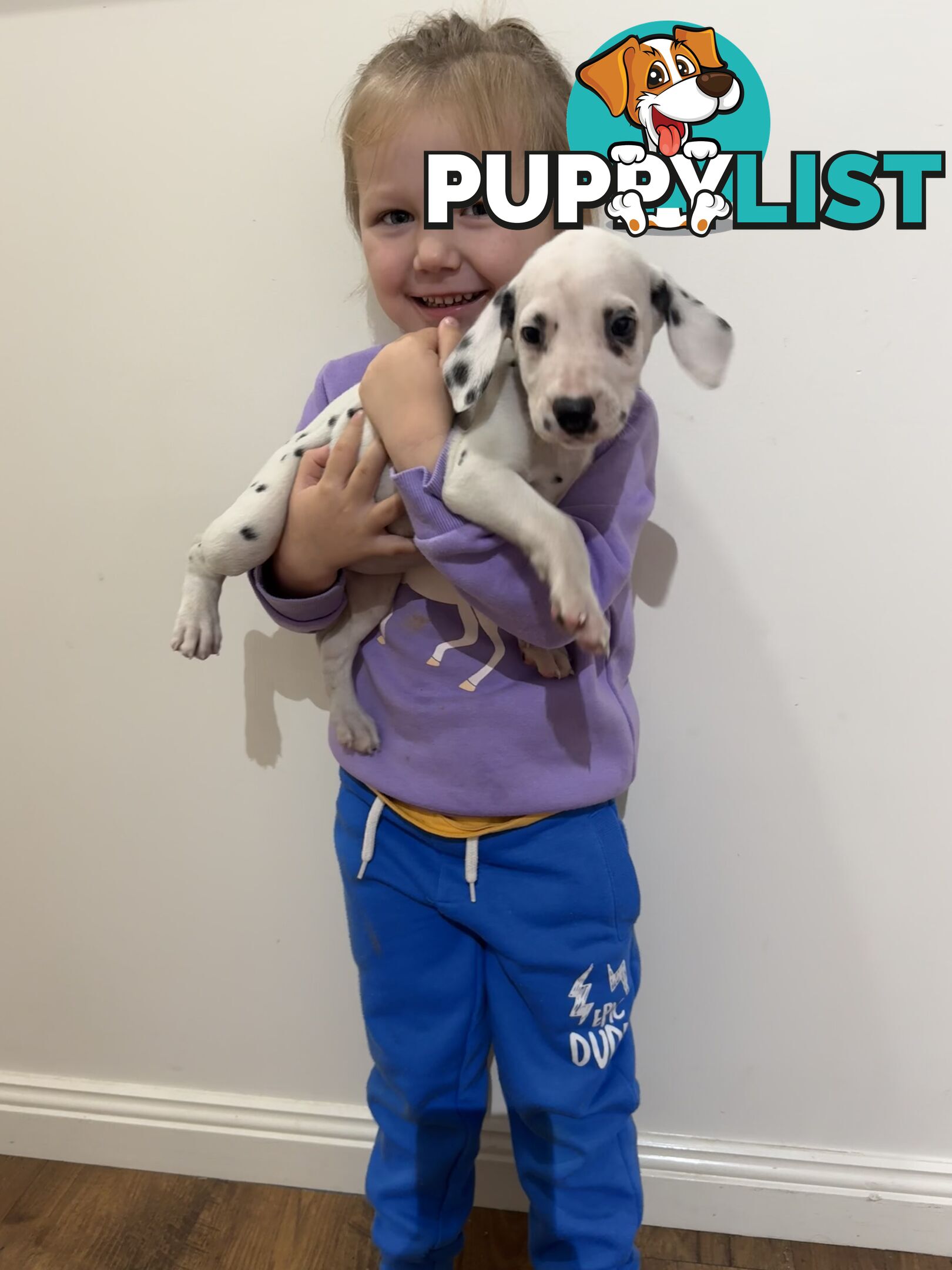 Purebred dalmatian puppies ** PRICE REDUCED **