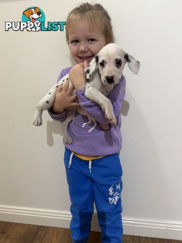 Purebred dalmatian puppies ** PRICE REDUCED **