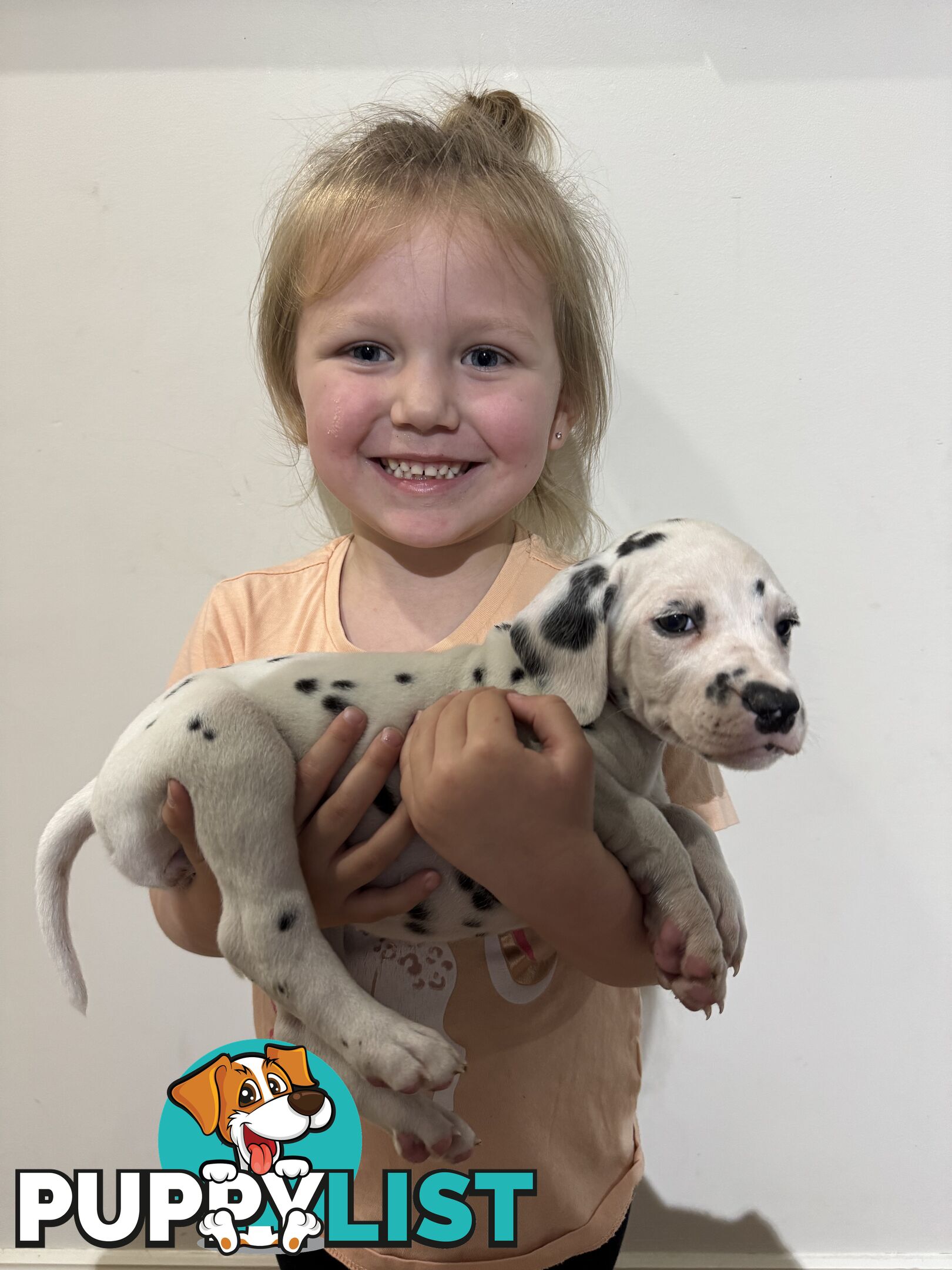 Purebred dalmatian puppies ** PRICE REDUCED **