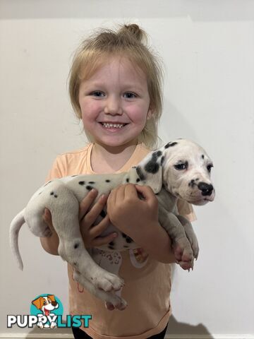 Purebred dalmatian puppies ** PRICE REDUCED **