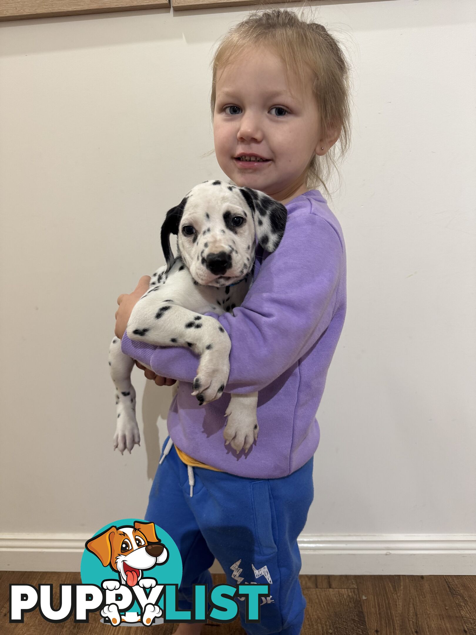 Purebred dalmatian puppies ** PRICE REDUCED **