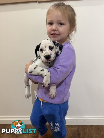 Purebred dalmatian puppies ** PRICE REDUCED **
