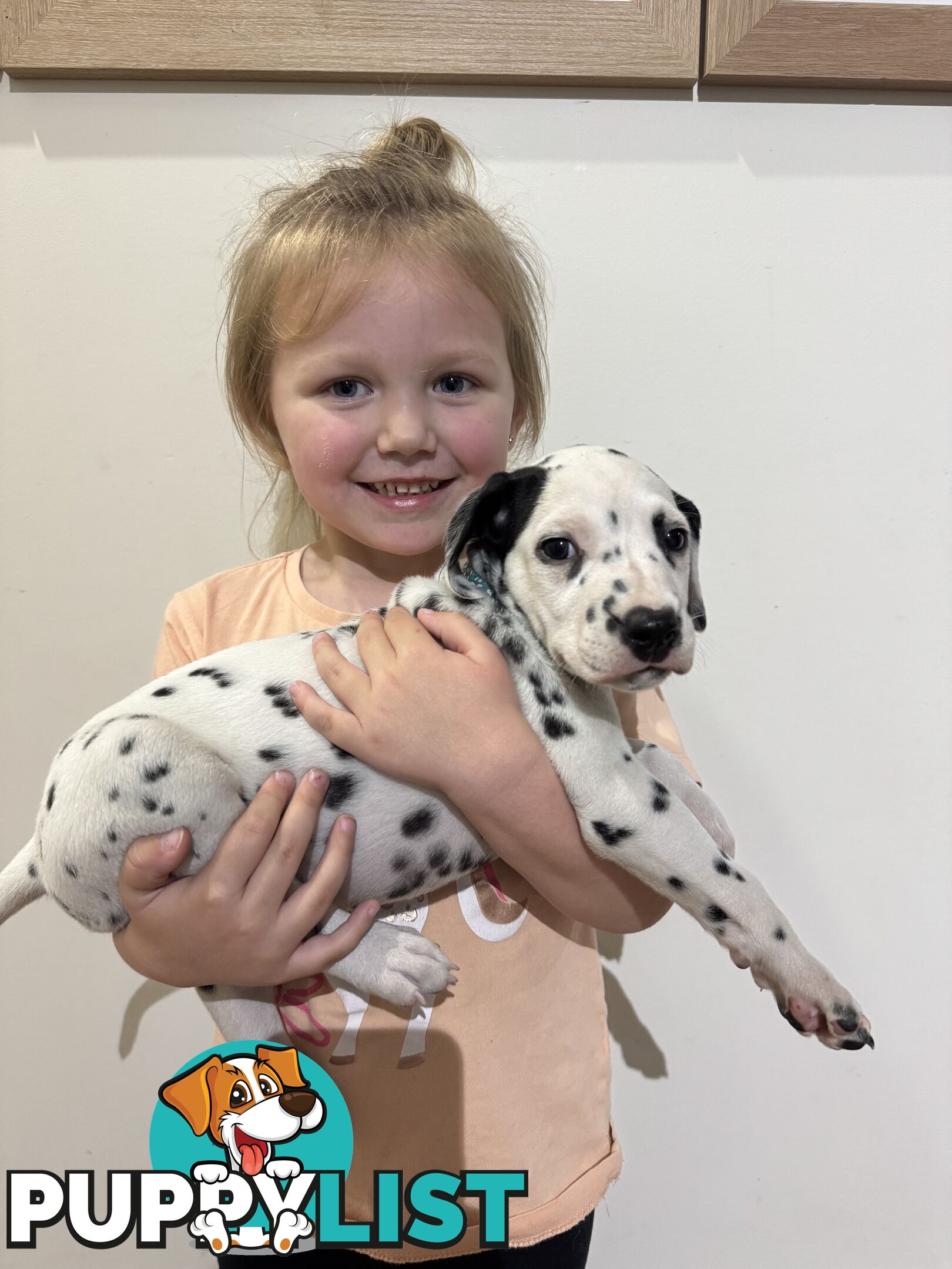 Purebred dalmatian puppies ** PRICE REDUCED **