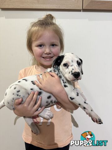 Purebred dalmatian puppies ** PRICE REDUCED **