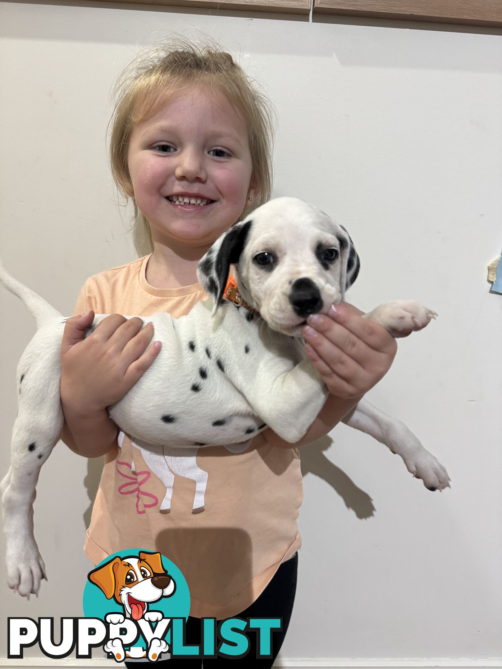 Purebred dalmatian puppies ** PRICE REDUCED **