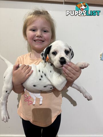 Purebred dalmatian puppies ** PRICE REDUCED **