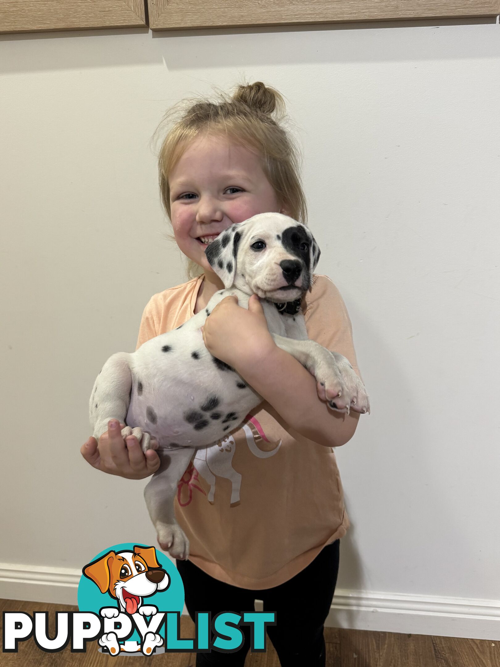 Purebred dalmatian puppies ** PRICE REDUCED **
