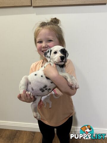 Purebred dalmatian puppies ** PRICE REDUCED **