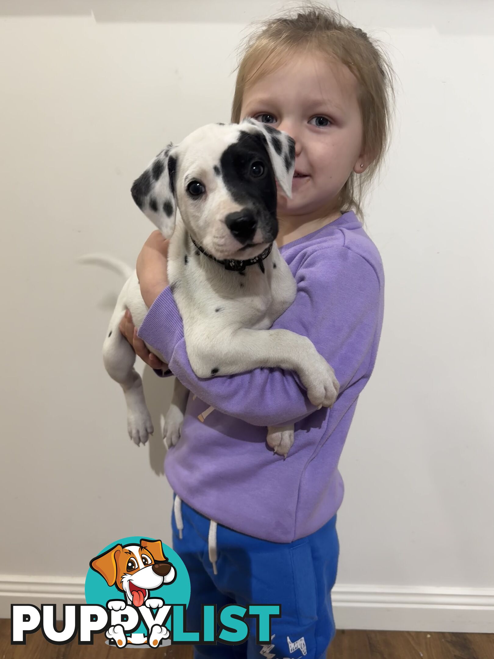 Purebred dalmatian puppies ** PRICE REDUCED **