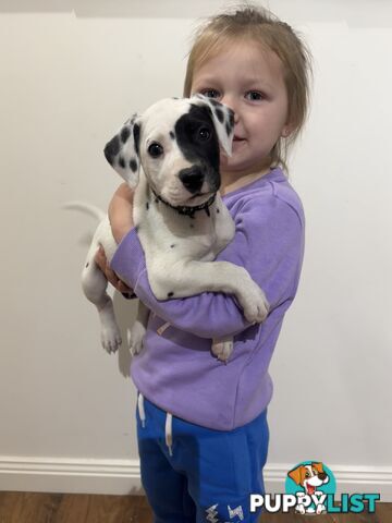 Purebred dalmatian puppies ** PRICE REDUCED **