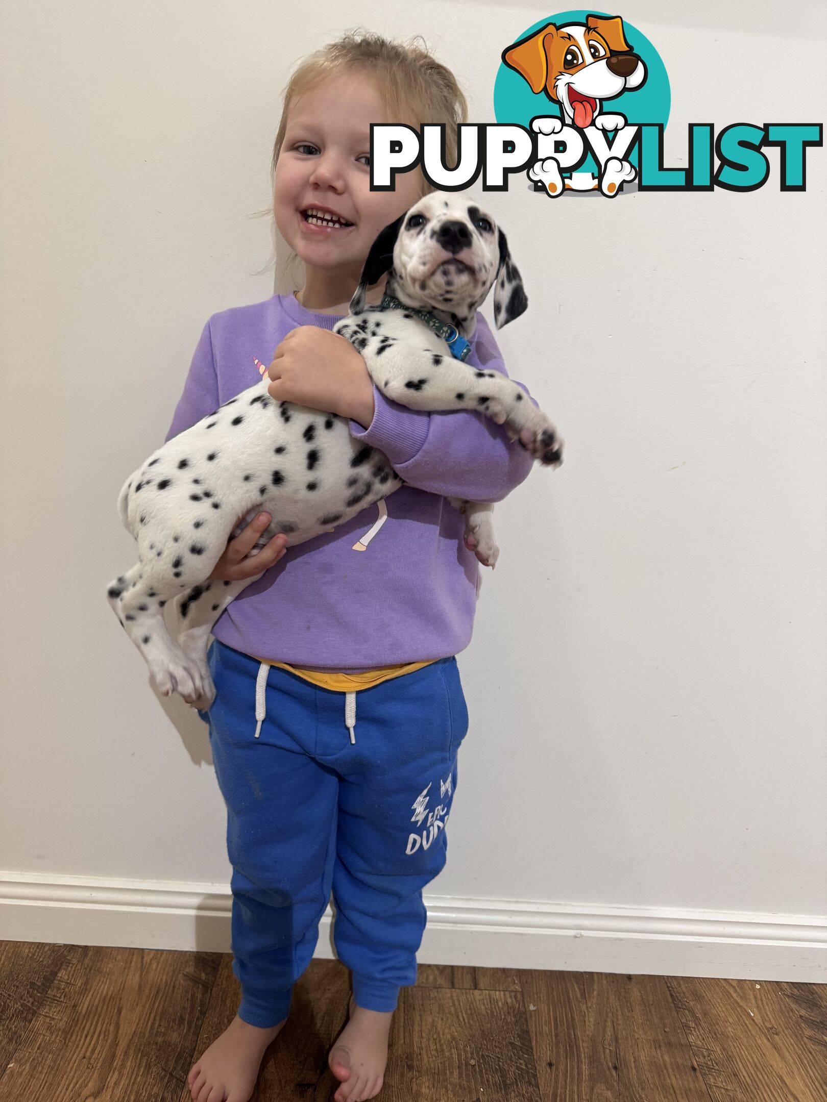 Purebred dalmatian puppies ** PRICE REDUCED **