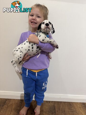 Purebred dalmatian puppies ** PRICE REDUCED **