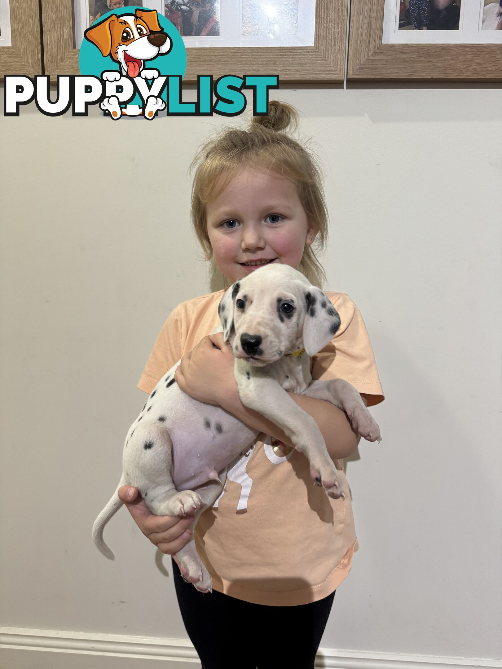 Purebred dalmatian puppies ** PRICE REDUCED **