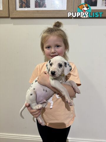 Purebred dalmatian puppies ** PRICE REDUCED **