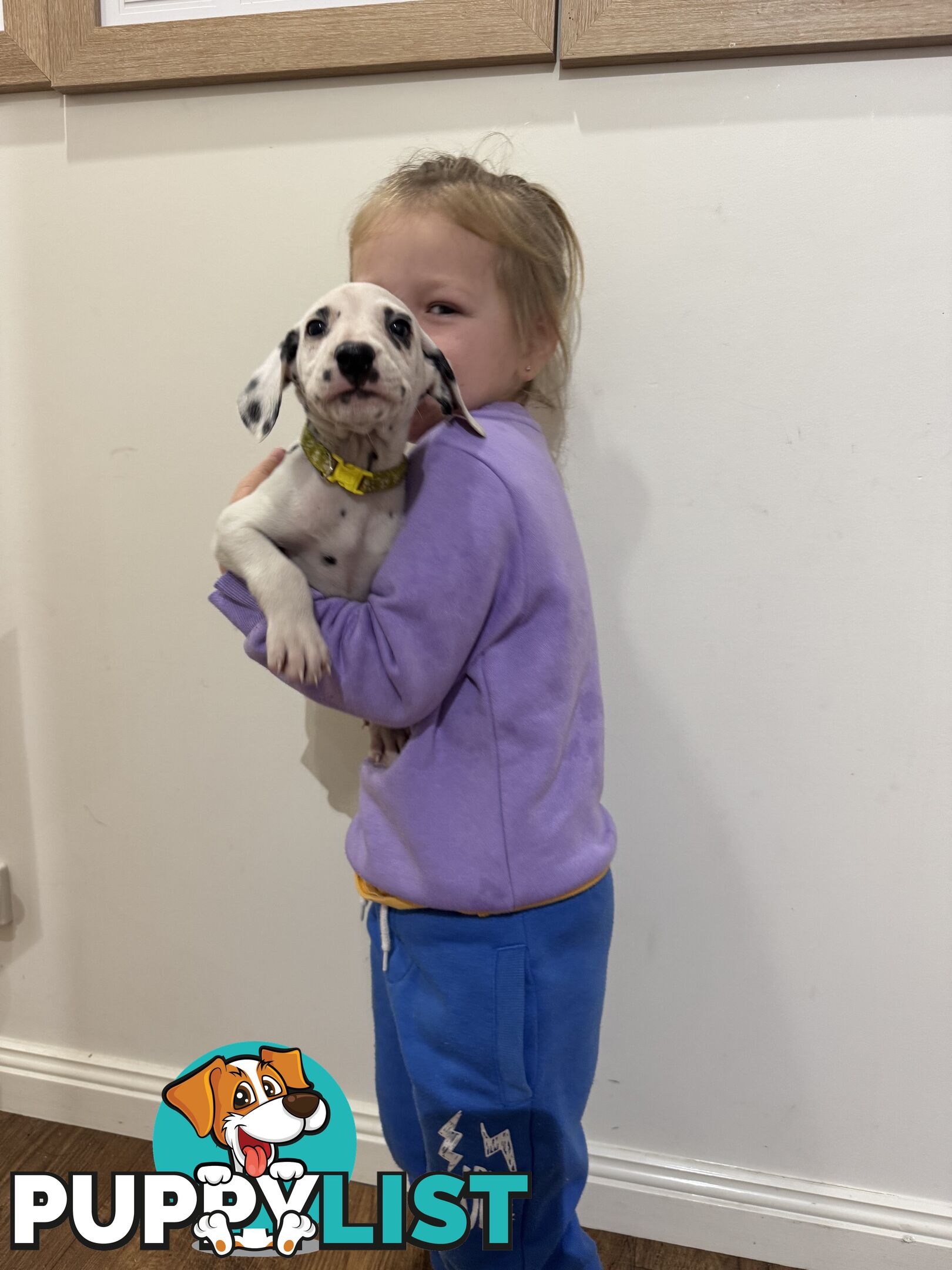 Purebred dalmatian puppies ** PRICE REDUCED **