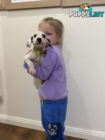 Purebred dalmatian puppies ** PRICE REDUCED **