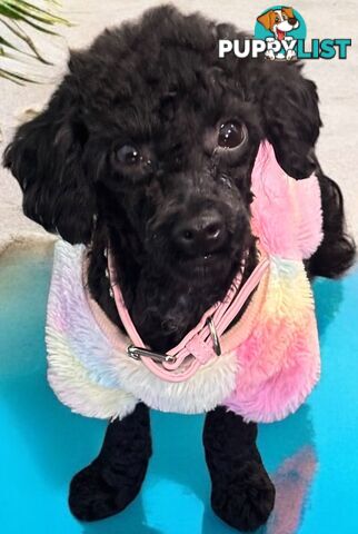 TOY POODLE FEMALE 