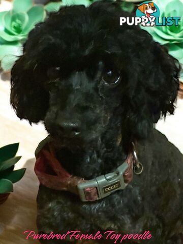 TOY POODLE FEMALE 