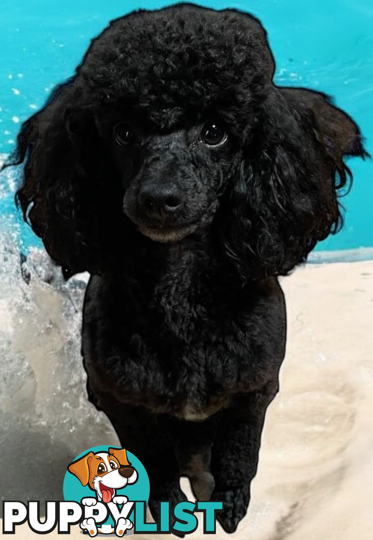 TOY POODLE FEMALE 