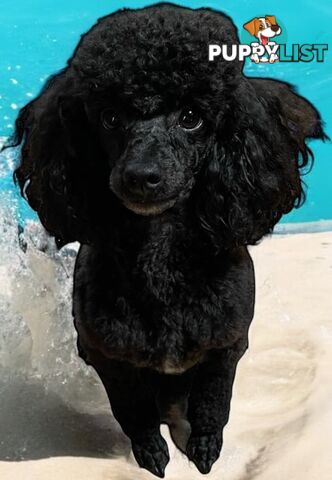 TOY POODLE FEMALE 