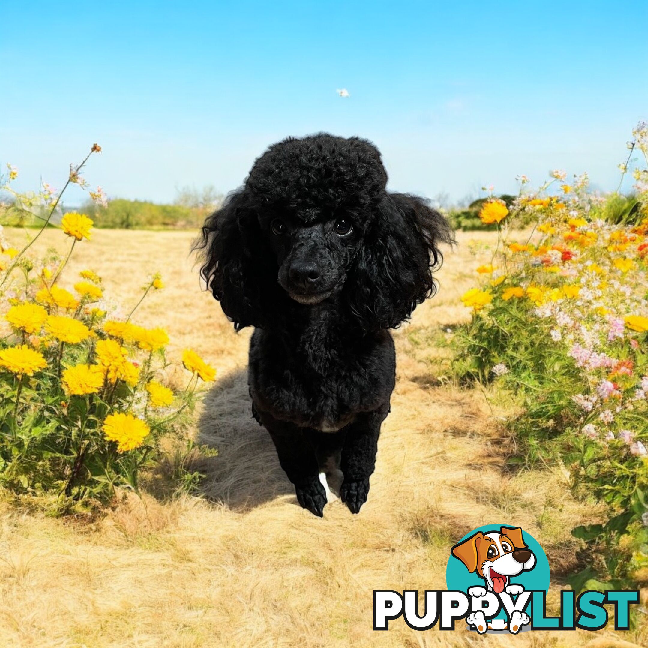 TOY POODLE FEMALE 