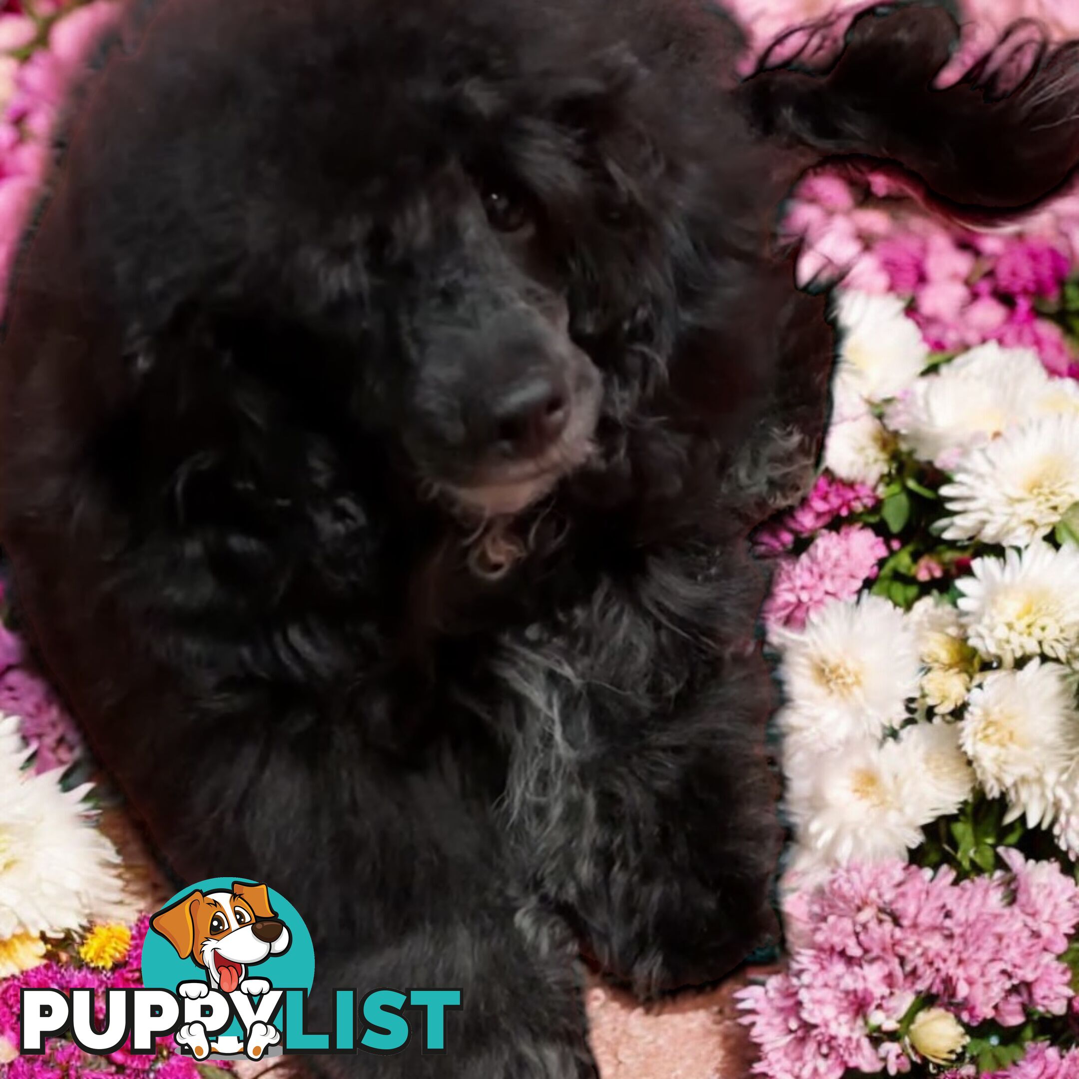 TOY POODLE FEMALE 