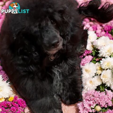 TOY POODLE FEMALE 