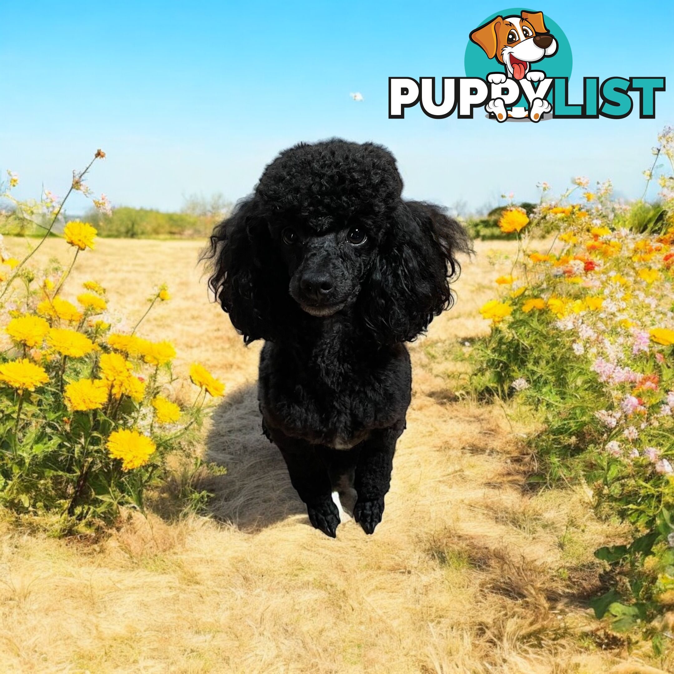 TOY POODLES PUREBRED 