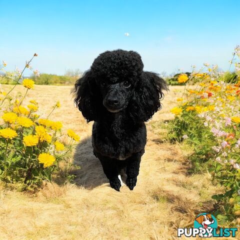 TOY POODLES PUREBRED 