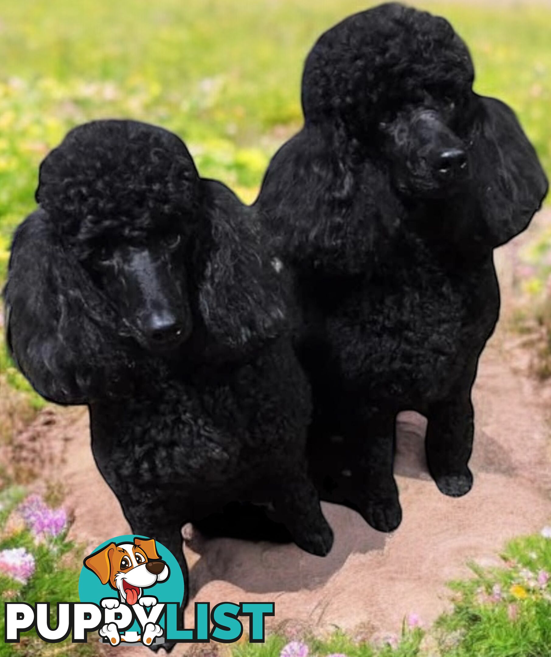 TOY POODLES PUREBRED 