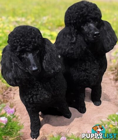 TOY POODLES PUREBRED 