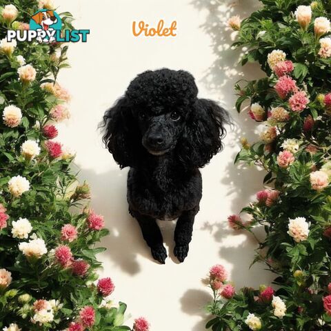 TOY POODLES PUREBRED 