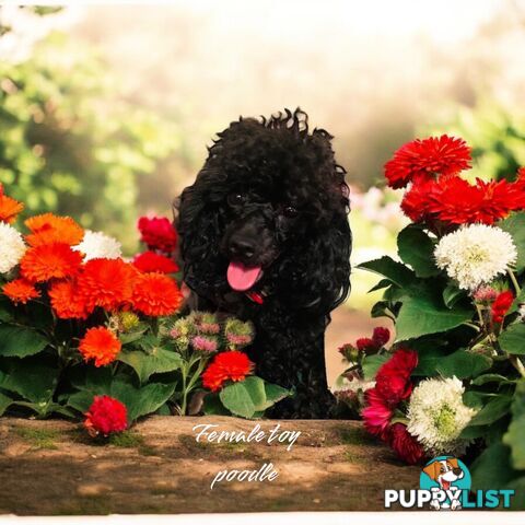 TOY POODLES PUREBRED 