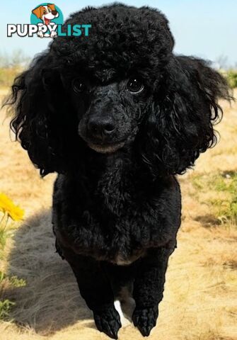 TOY POODLES PUREBRED 