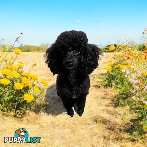 TOY POODLE FEMALE 