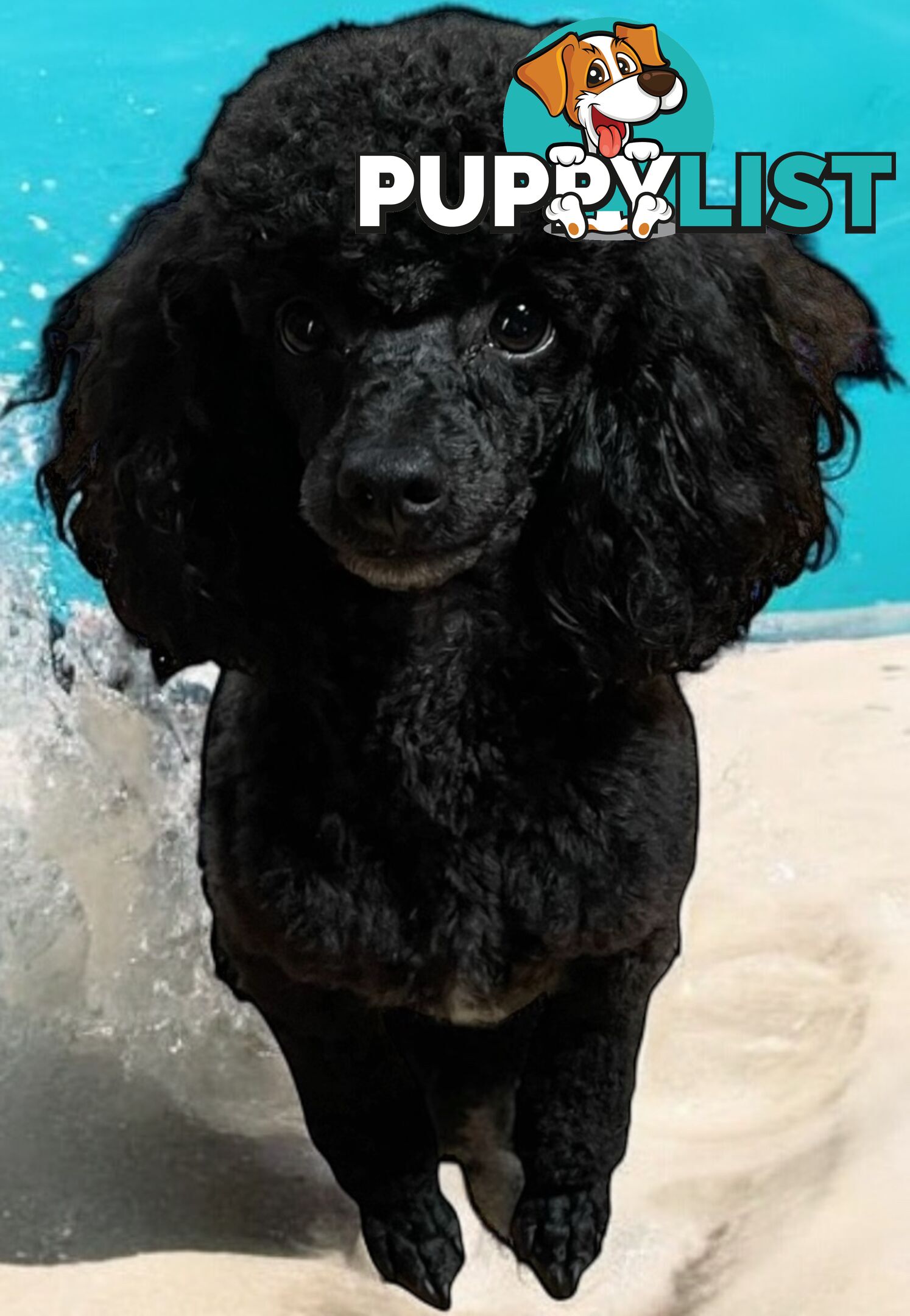 TOY POODLE FEMALE 