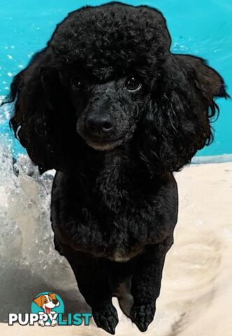 TOY POODLE FEMALE 