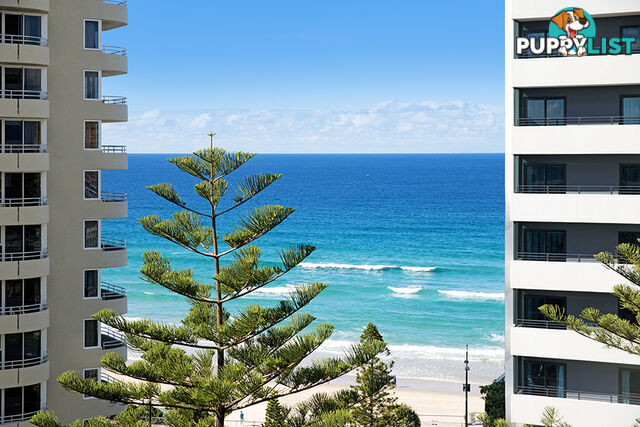 1103/3 Orchid Avenue SURFERS PARADISE QLD 4217