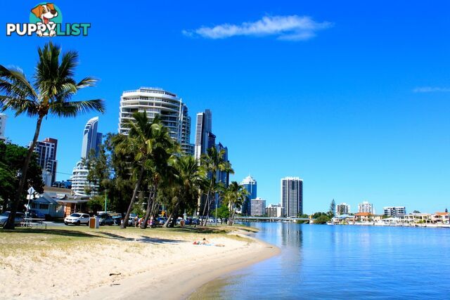 1/28 Blondell Avenue SURFERS PARADISE QLD 4217
