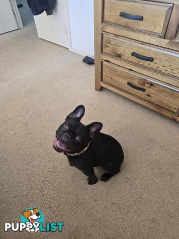 french bulldog