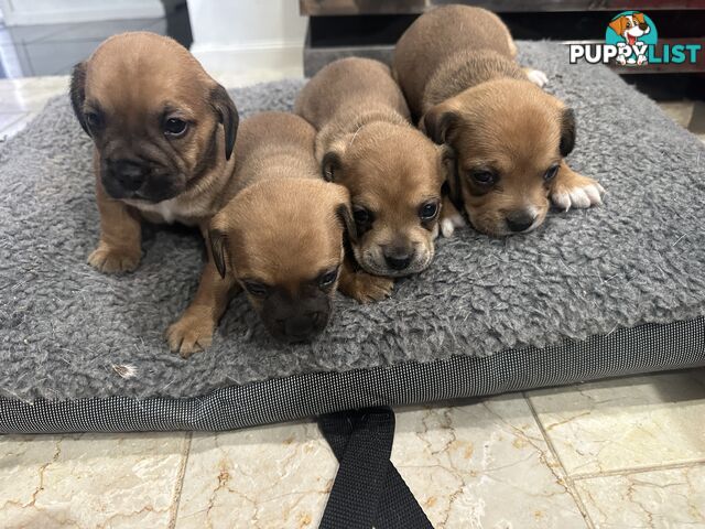 French bulldog x mini dachshund puppies (French bull weiners)