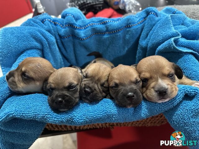 French bulldog x mini dachshund puppies (French bull weiners)