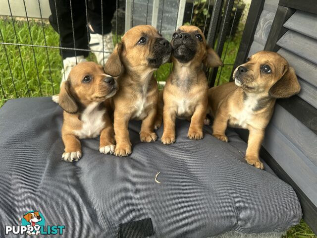 French bulldog x mini dachshund puppies (French bull weiners)